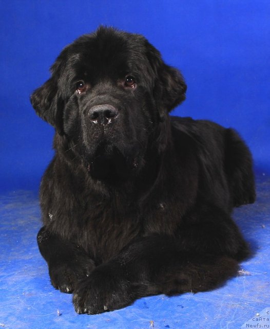 Фото: ньюфаундленд Белкондер-Клаб Угли-Бугли (Belkonder-Club Ugli-Boogli)