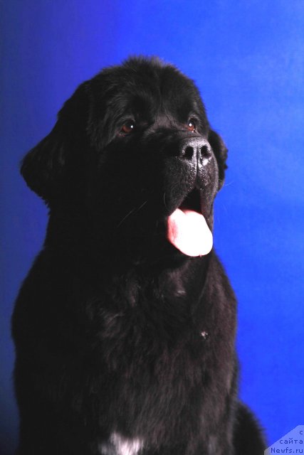 Фото: ньюфаундленд Белкондер-Клаб Угли-Бугли (Belkonder-Club Ugli-Boogli)