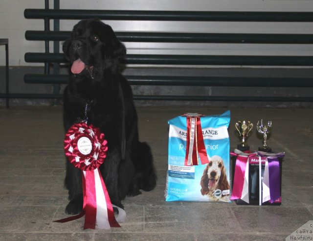 Фото: ньюфаундленд Белкондер-Клаб Угли-Бугли (Belkonder-Club Ugli-Boogli)