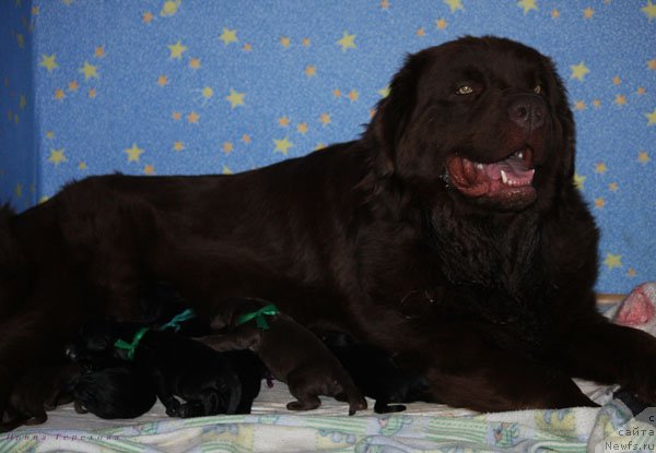 Фото: ньюфаундленд Великий Медведь Камелия