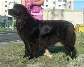 Фото: ньюфаундленд Velyke Malyatko Zmina Stylyu