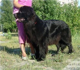Фото: ньюфаундленд Velyke Malyatko Zmina Stylyu