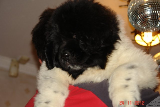 Фото: ньюфаундленд Степная Пальмира Ексклюзиве фор Латвия (Stepnaya Palmira Eksklusive For Latvia)