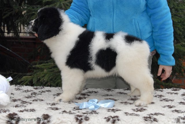 Фото: ньюфаундленд Сент Джонс Валентине'с Дей (Sent Djons Valentine’s Day)