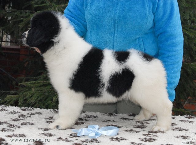 Фотография № 111375