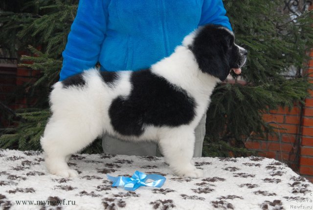 Фото: ньюфаундленд Сент Джонс Валентине'с Дей (Sent Djons Valentine’s Day)