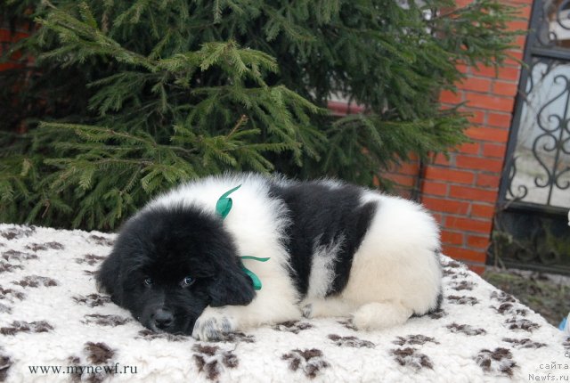 Фото: ньюфаундленд Сент Джонс Валиант Кнайт (Sent Djons Valiant Knight)