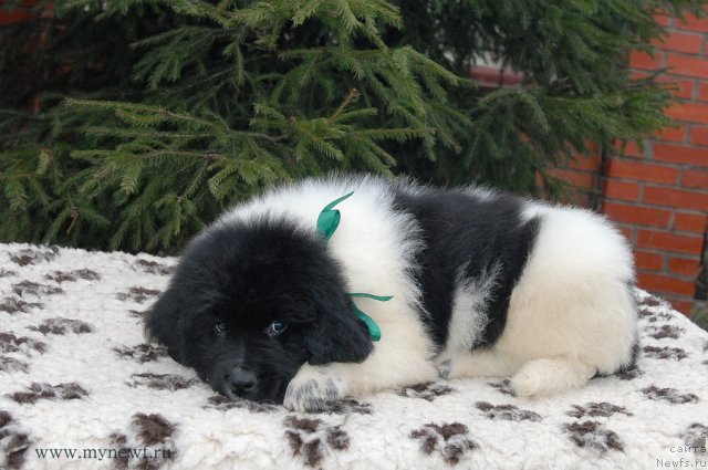 Фото: ньюфаундленд Сент Джонс Валиант Кнайт (Sent Djons Valiant Knight)