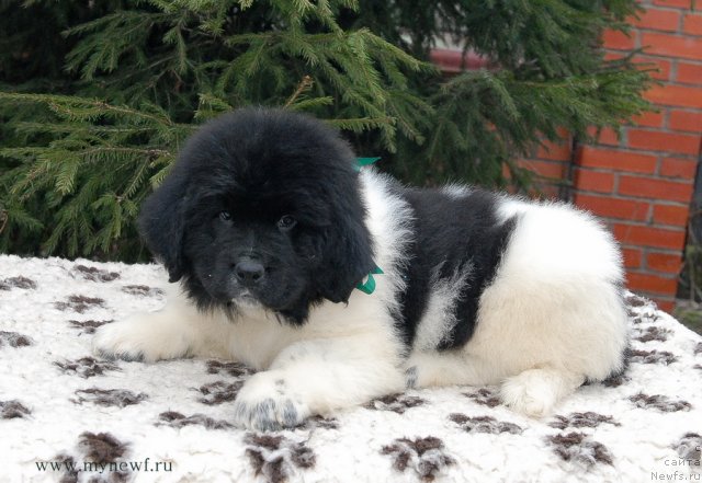 Фото: ньюфаундленд Сент Джонс Валиант Кнайт (Sent Djons Valiant Knight)