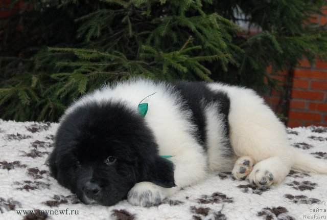 Фото: ньюфаундленд Сент Джонс Валиант Кнайт (Sent Djons Valiant Knight)