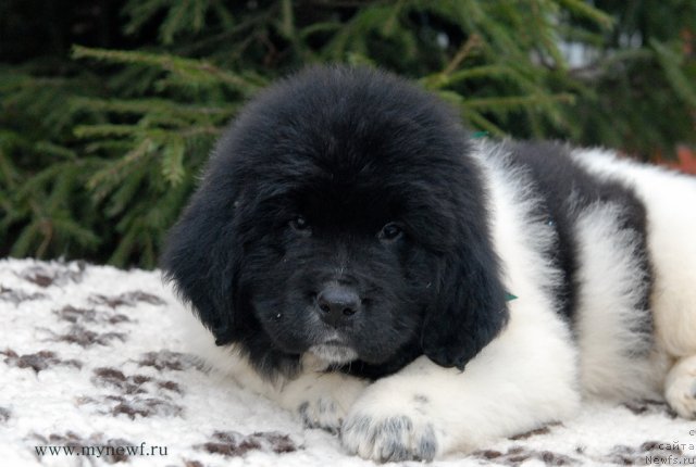 Фотография № 111384