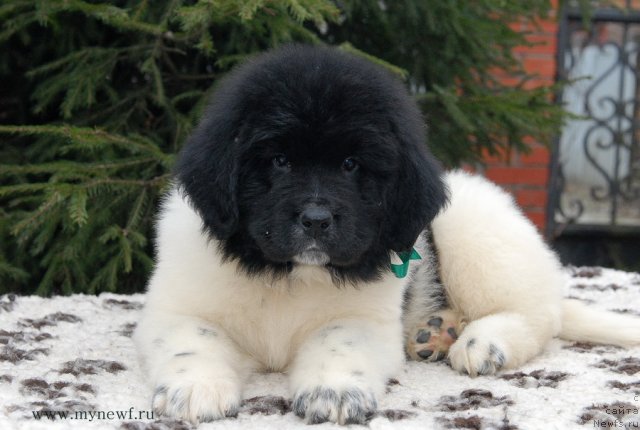 Фото: ньюфаундленд Сент Джонс Валиант Кнайт (Sent Djons Valiant Knight)