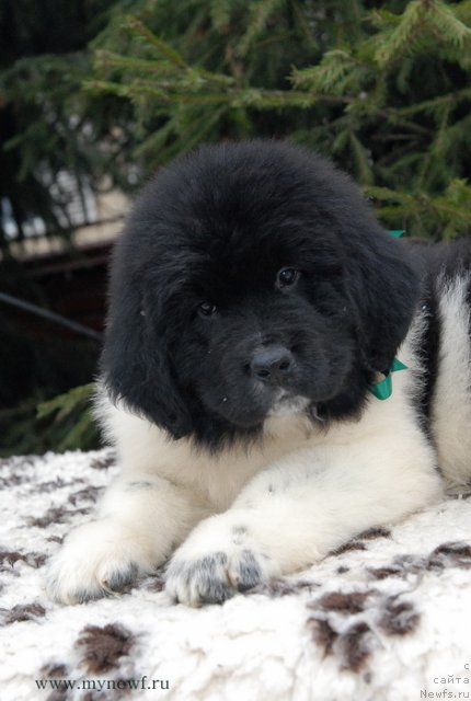 Фото: ньюфаундленд Сент Джонс Валиант Кнайт (Sent Djons Valiant Knight)