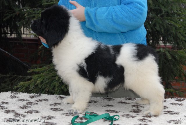 Фото: ньюфаундленд Сент Джонс Валиант Кнайт (Sent Djons Valiant Knight)