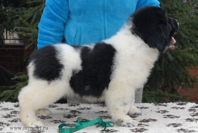 Фото: ньюфаундленд Сент Джонс Валиант Кнайт (Sent Djons Valiant Knight)