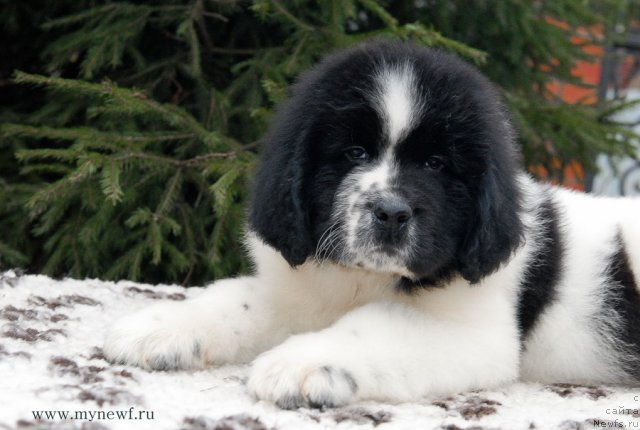 Фотография № 111395