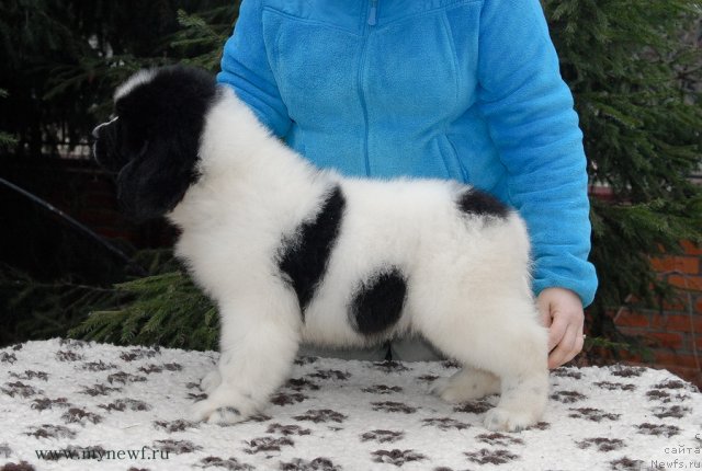 Фотография № 111399