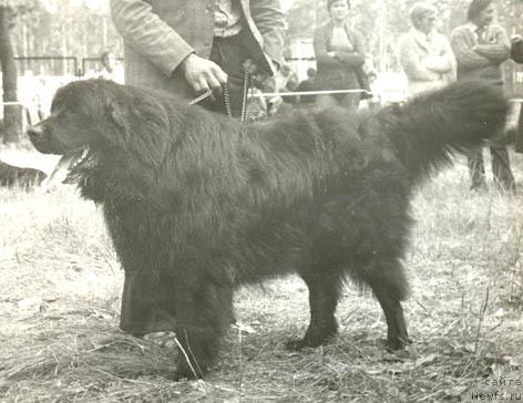 Фото: ньюфаундленд Цедам Ханс