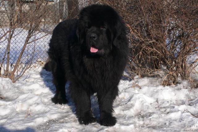 Фото: ньюфаундленд Супер Премиум Амелия Экшен