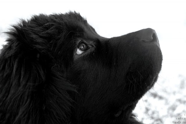 Фото: ньюфаундленд Velyke Malyatko Bayaderka Yurka