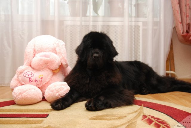 Фото: ньюфаундленд Формула Любви от Сибирского Медведя