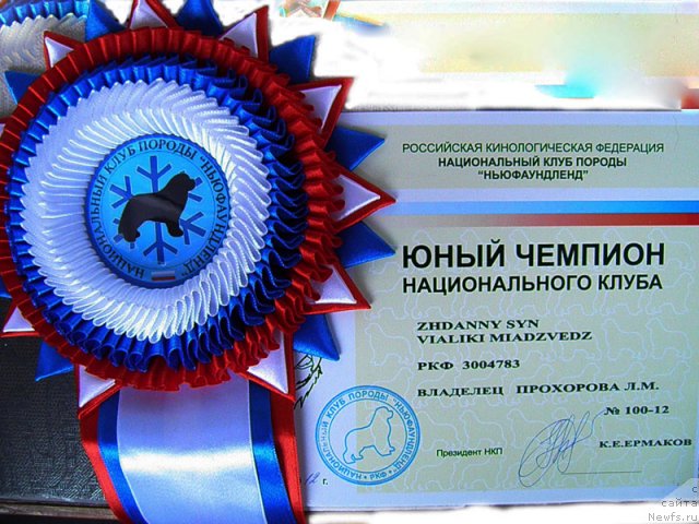 Фото: ньюфаундленд Zhdanny Syn Vialiki Miadzvedz