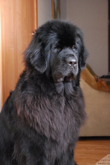 Фото: ньюфаундленд Формула Любви от Сибирского Медведя
