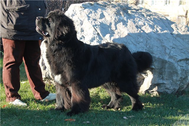 Фотография № 111480