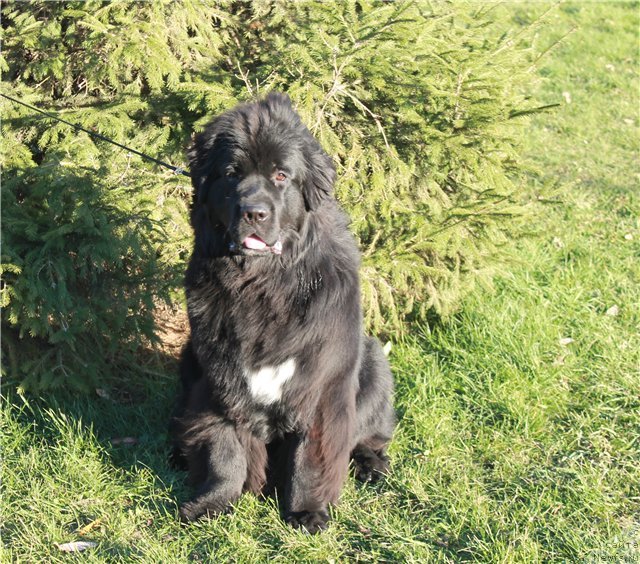 Фото: ньюфаундленд Блэк Диамонд Агидель от Потапа Увертюра