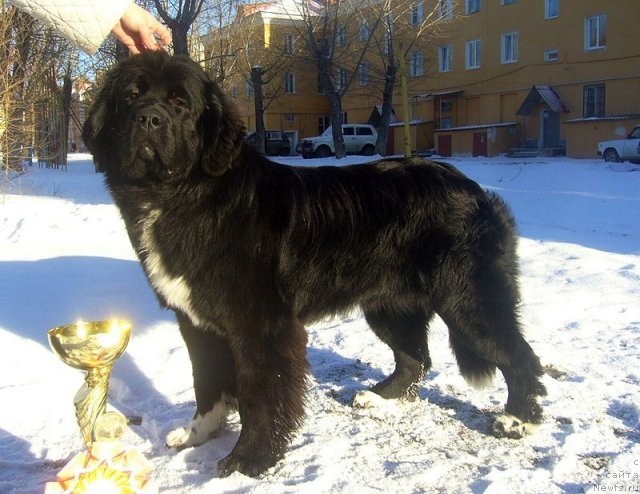 Фотография № 111499