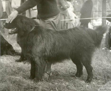 Фото: ньюфаундленд Цедам Хана