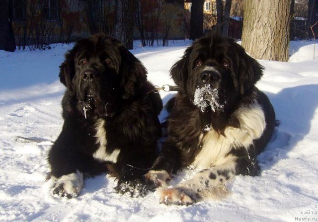 Фотография № 111503