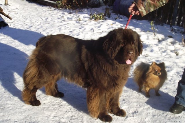 Фото: ньюфаундленд Кокетка от Чаннел из Медвежьего Яра, Фросенька