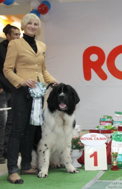 Фото: ньюфаундленд Питерньюф Хубба-Бубба