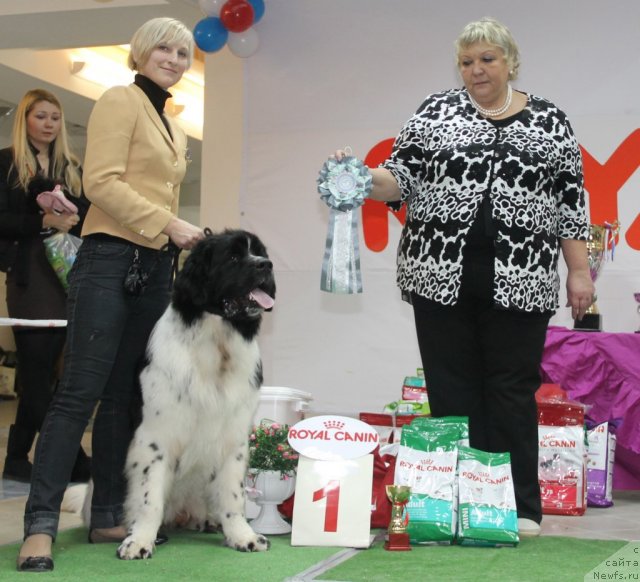 Фото: ньюфаундленд Питерньюф Хубба-Бубба