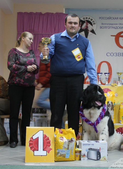 Фото: ньюфаундленд Питерньюф Хубба-Бубба, Владимир Слепченко