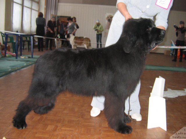 Фото: ньюфаундленд Рок Кристал из Медвежьего Яра