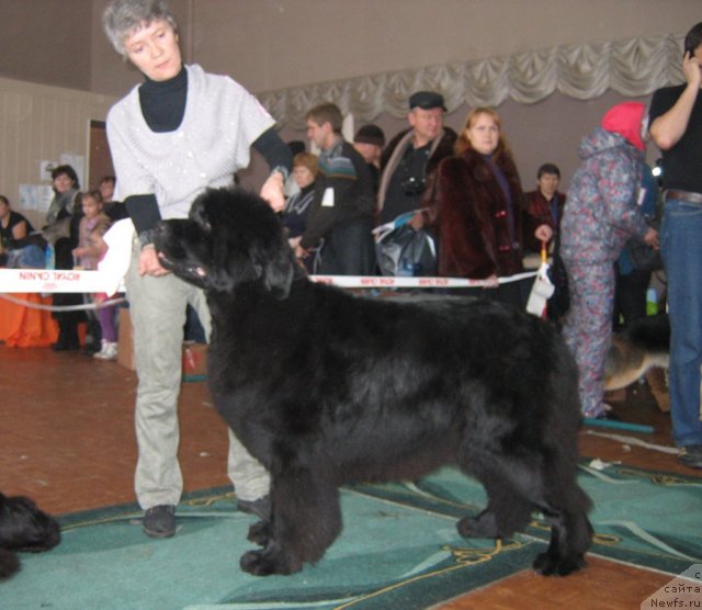 Фото: ньюфаундленд Супер Премиум Голд Кисс (Super Premium Gold Kis)