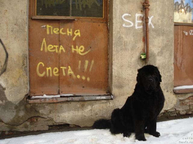 Фото: ньюфаундленд Талула Белл (Talula Bell)