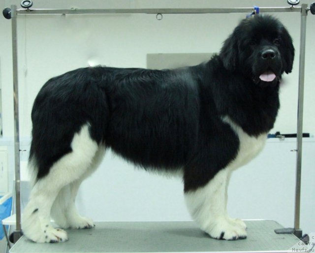 Фото: ньюфаундленд Супер Премиум Зиппи Сенсейшен