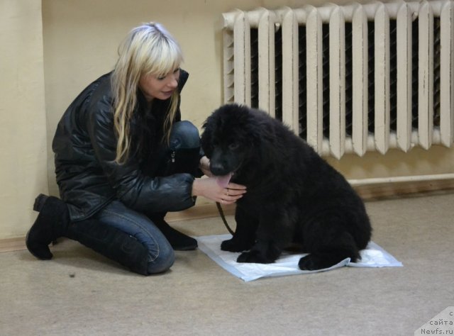 Фото: ньюфаундленд Софья Голден Джесс