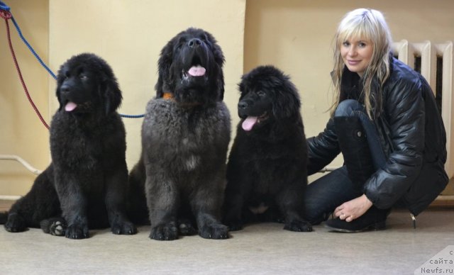 Фото: ньюфаундленд Софья Голден Джесс, ньюфаундленд Симбад Покоритель Морей, ньюфаундленд Скарлет О'Хара