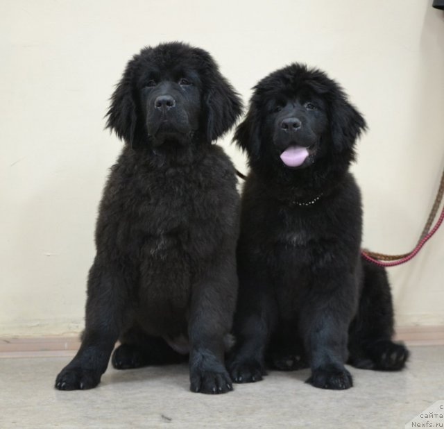 Фото: ньюфаундленд Софья Голден Джесс, ньюфаундленд Скарлет О'Хара