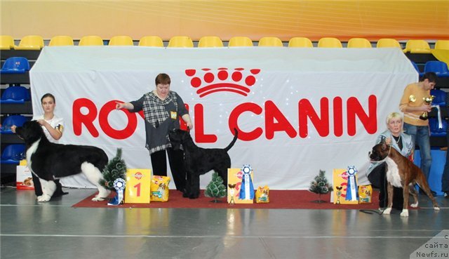 Фото: ньюфаундленд Супер Премиум Зиппи Сенсейшен