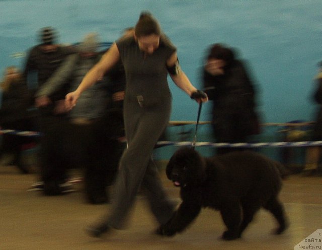 Фото: ньюфаундленд Ампаро де Диос Династия Совершенства (Amparo de Dios Dinastiya Soverchenstva), Наталья Дубовская