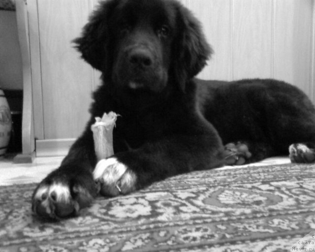 Фото: ньюфаундленд Арна (Arna)