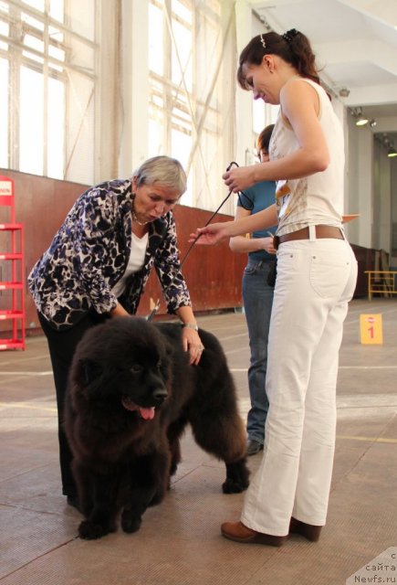 Фото: ньюфаундленд Сент Джонс Янтарная Капля