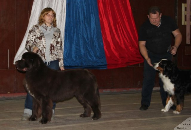 Фото: ньюфаундленд Обуш Шед Янтарный Поцелуй, Светлана Панченко
