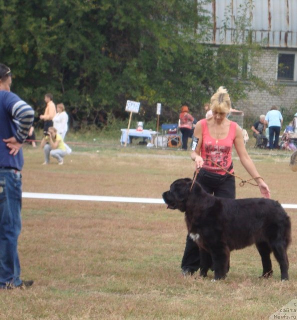 Фото: Эксперт Игорь Аксельрод, Наташа, Arna - класс открытыйОценка отличноТитул САС