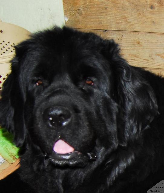 Фото: ньюфаундленд Сент Джонс Жанна Д'Арк (Sent Djons Zanna D'Ark)